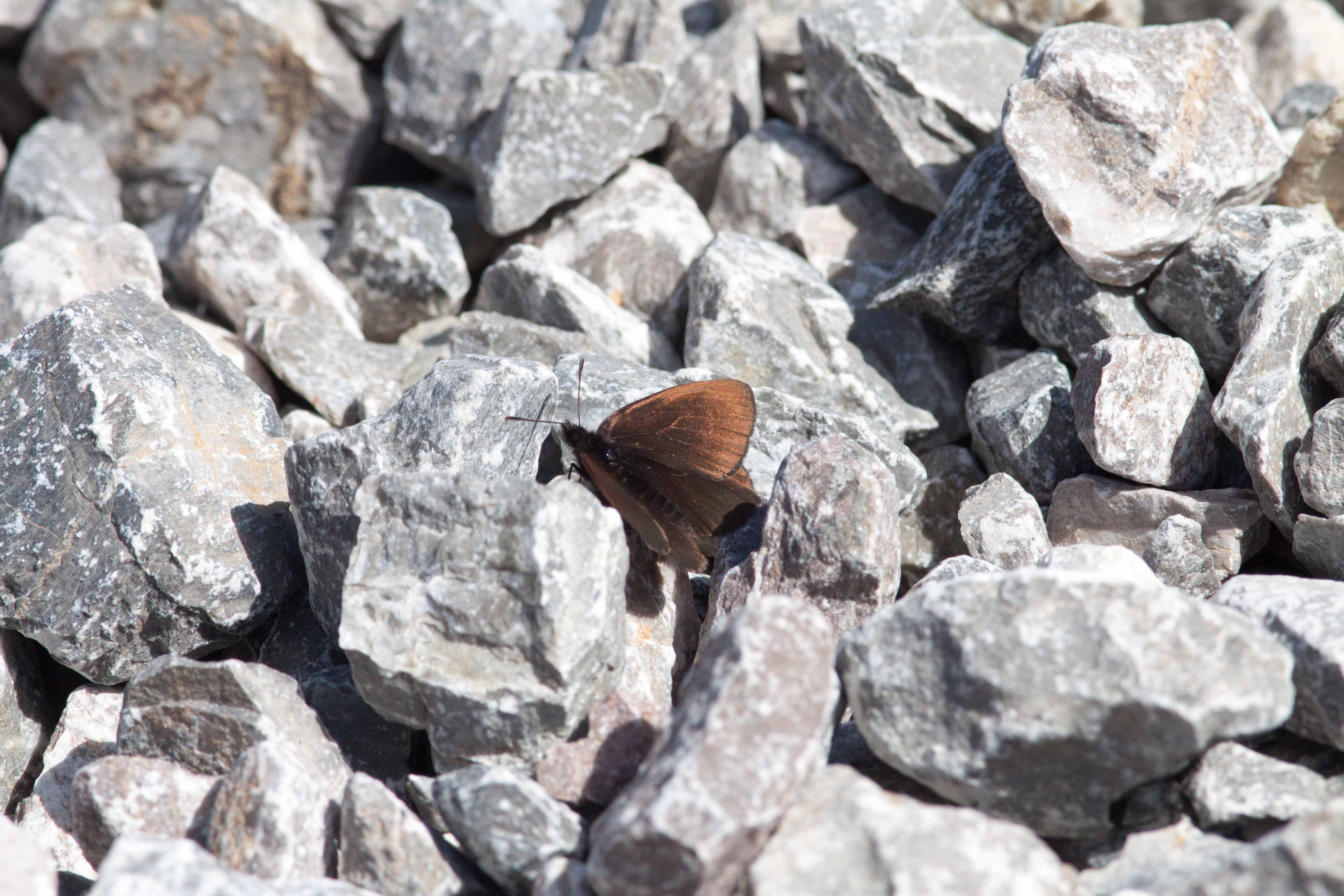 Miniature