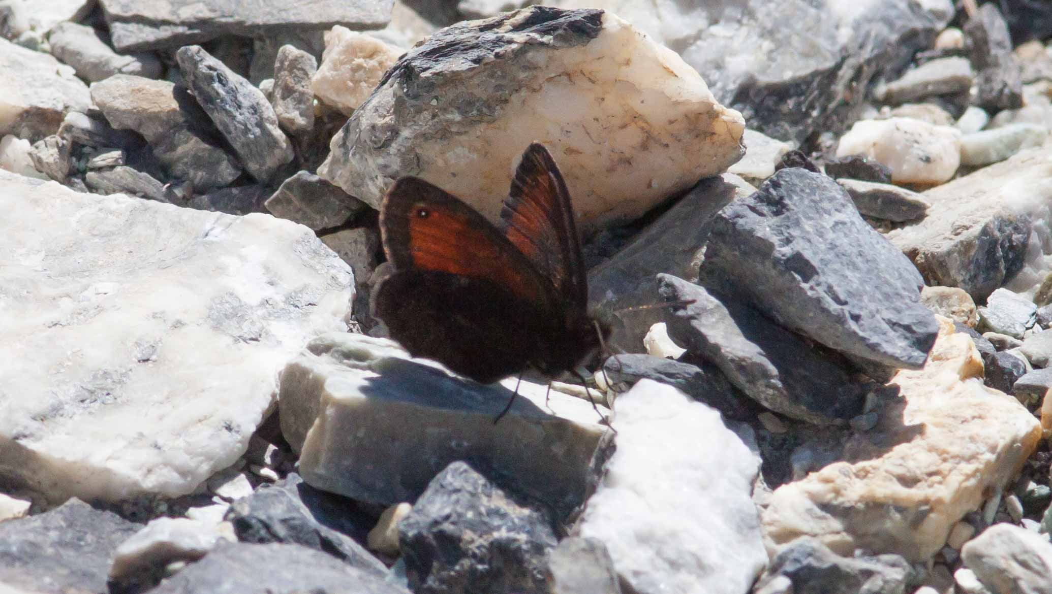 Miniature