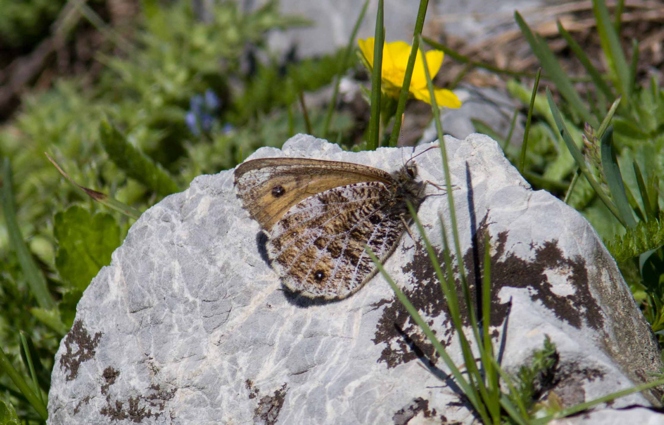 Miniature