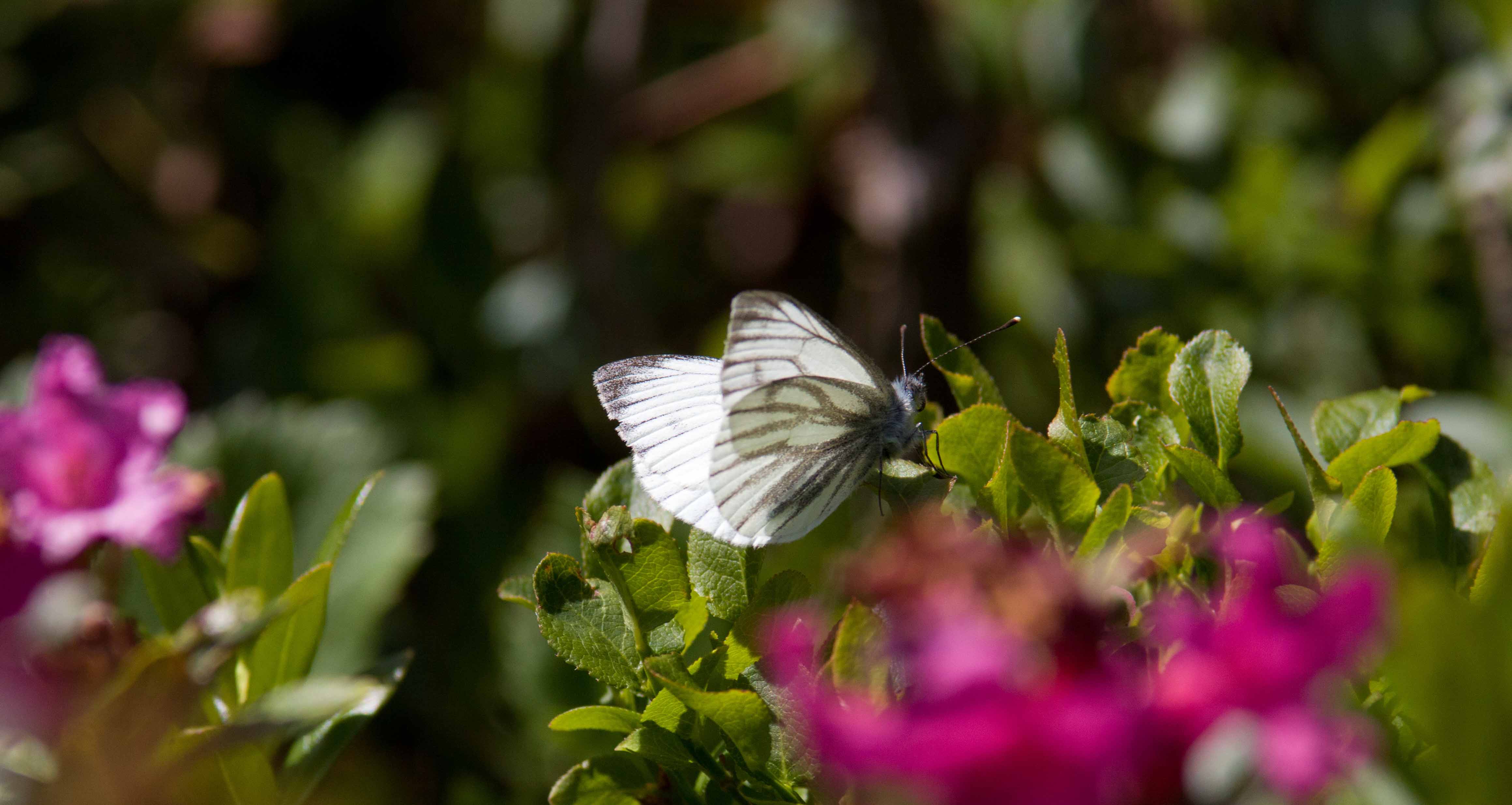 Miniature