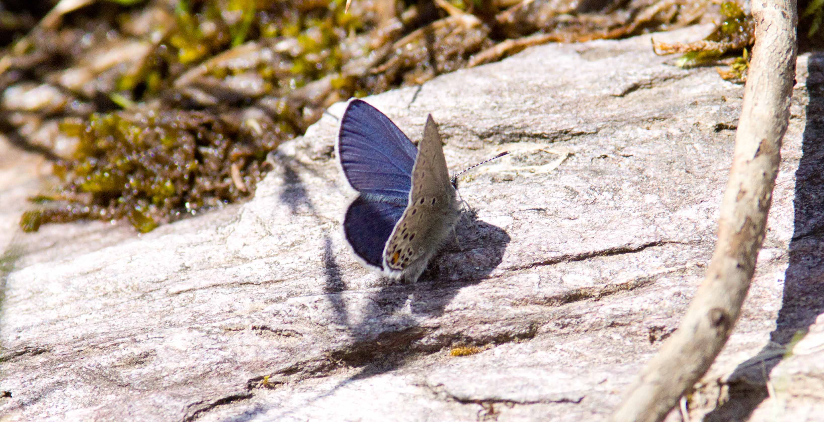 Miniature