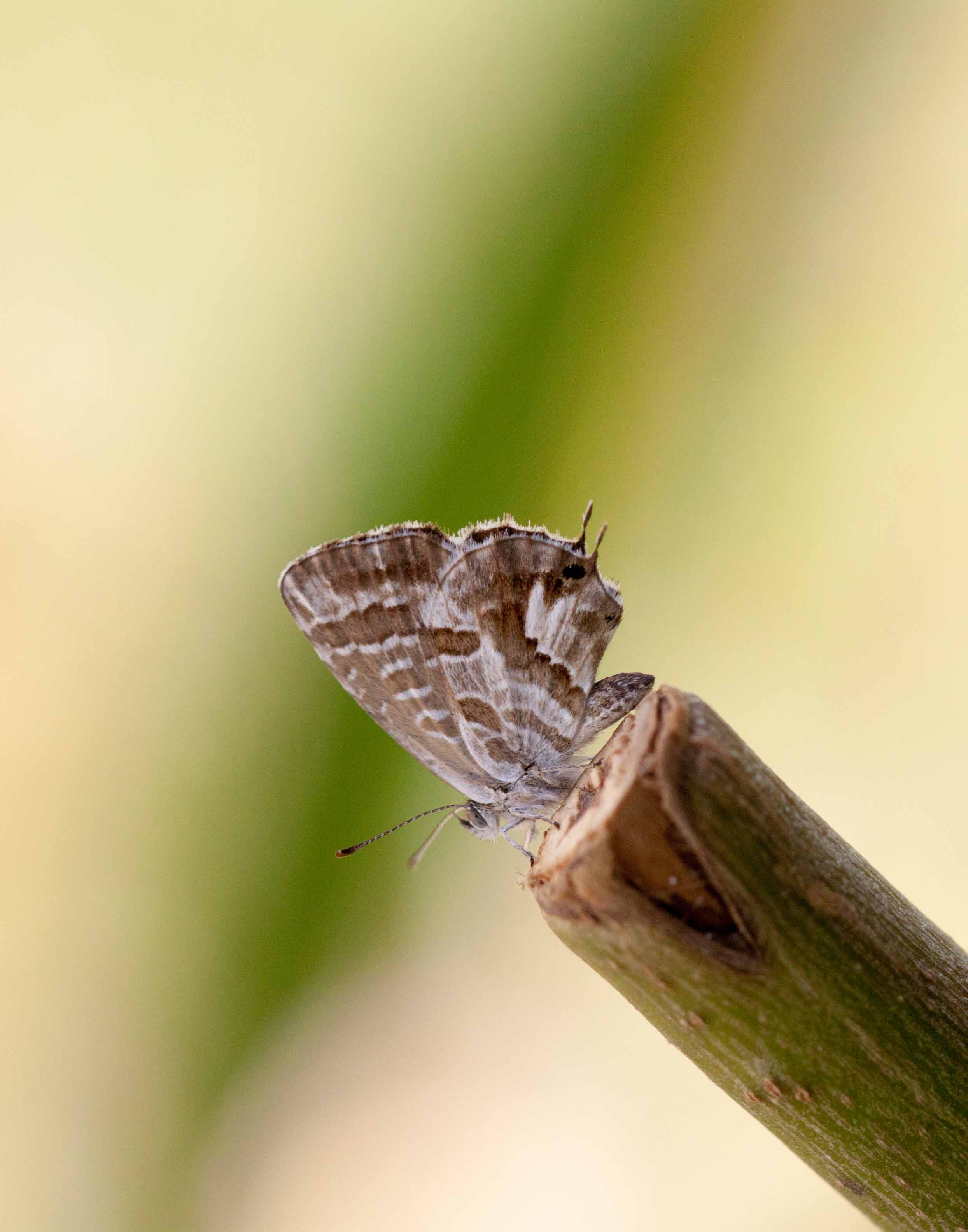 Miniature