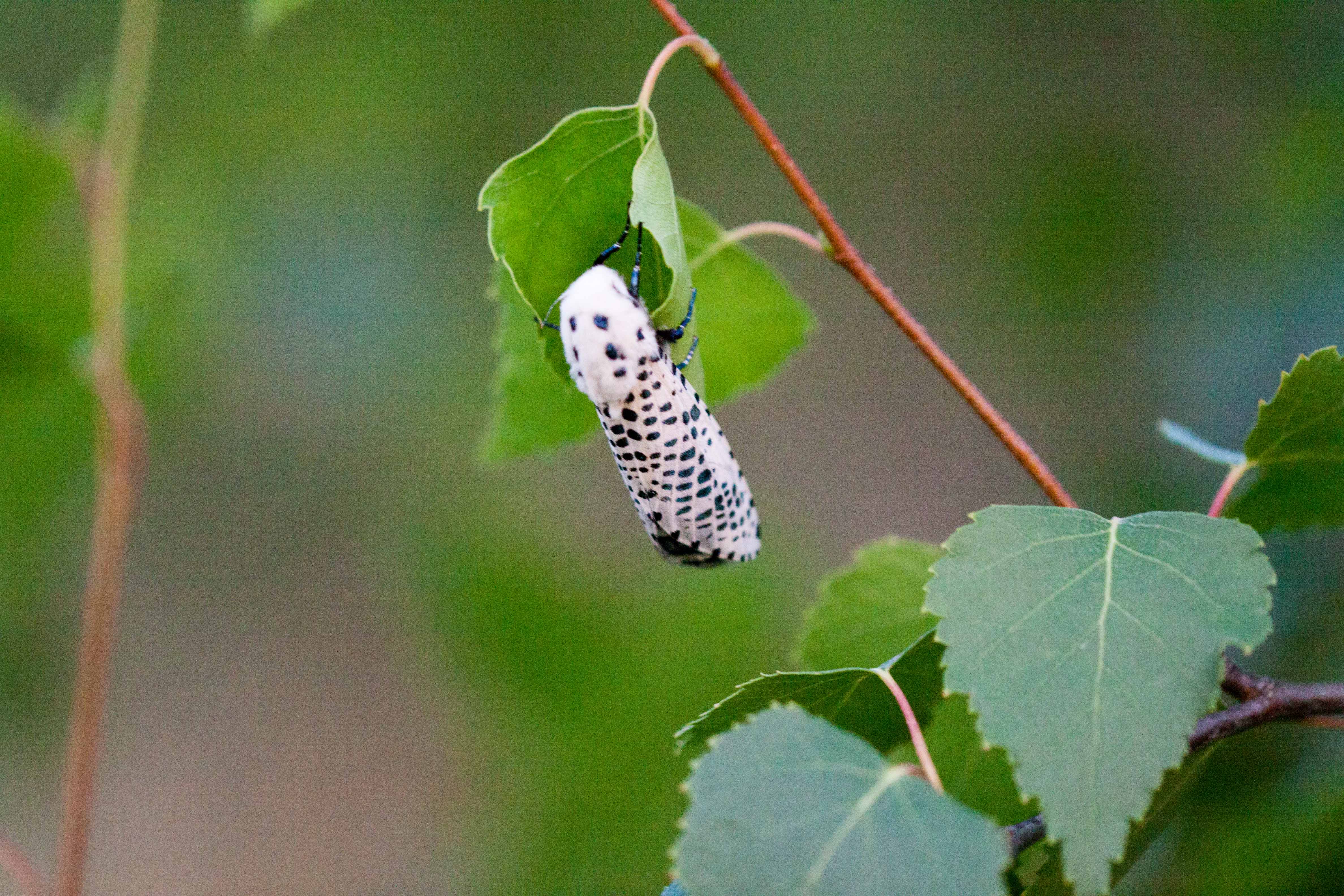 Miniature