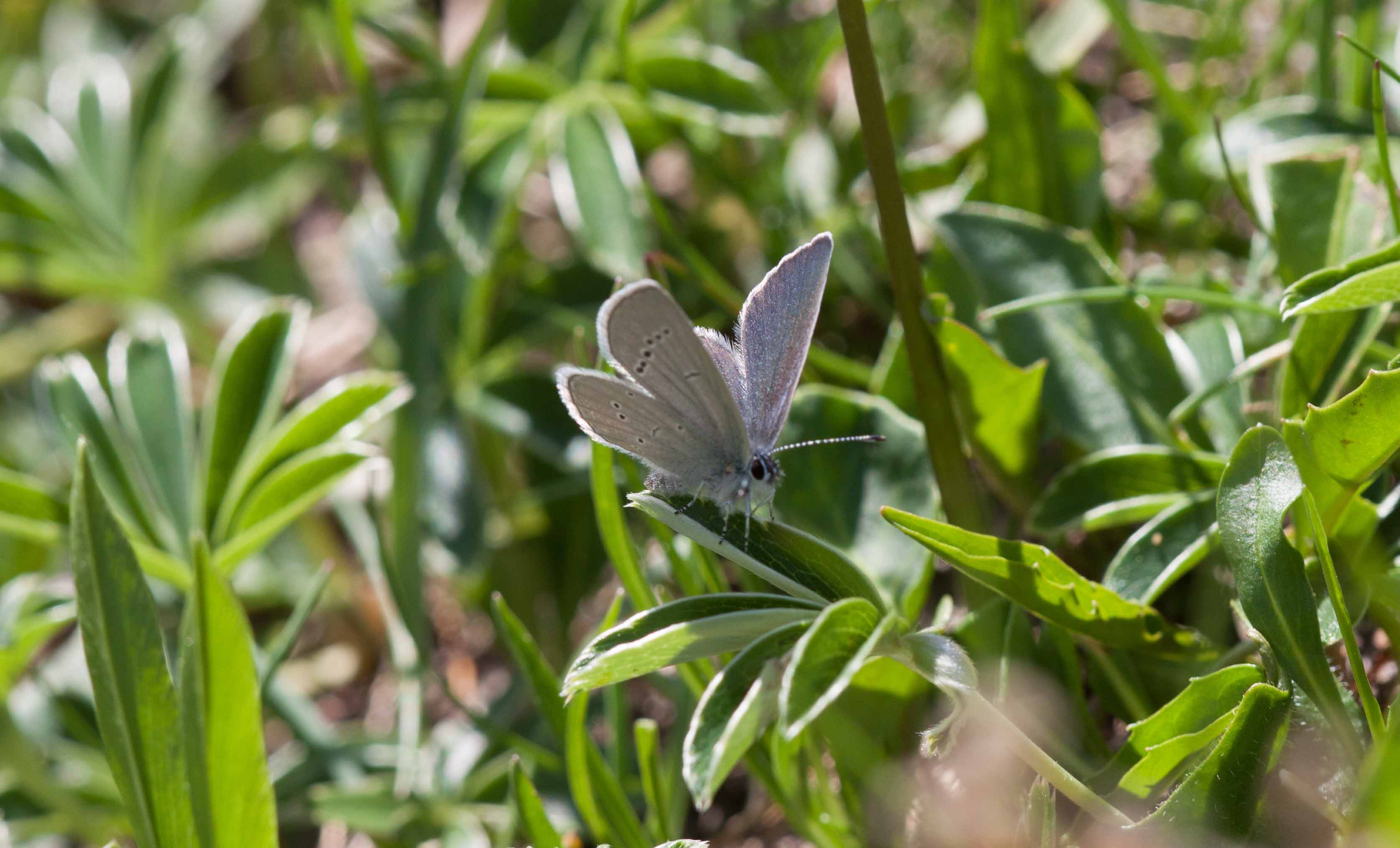 Miniature