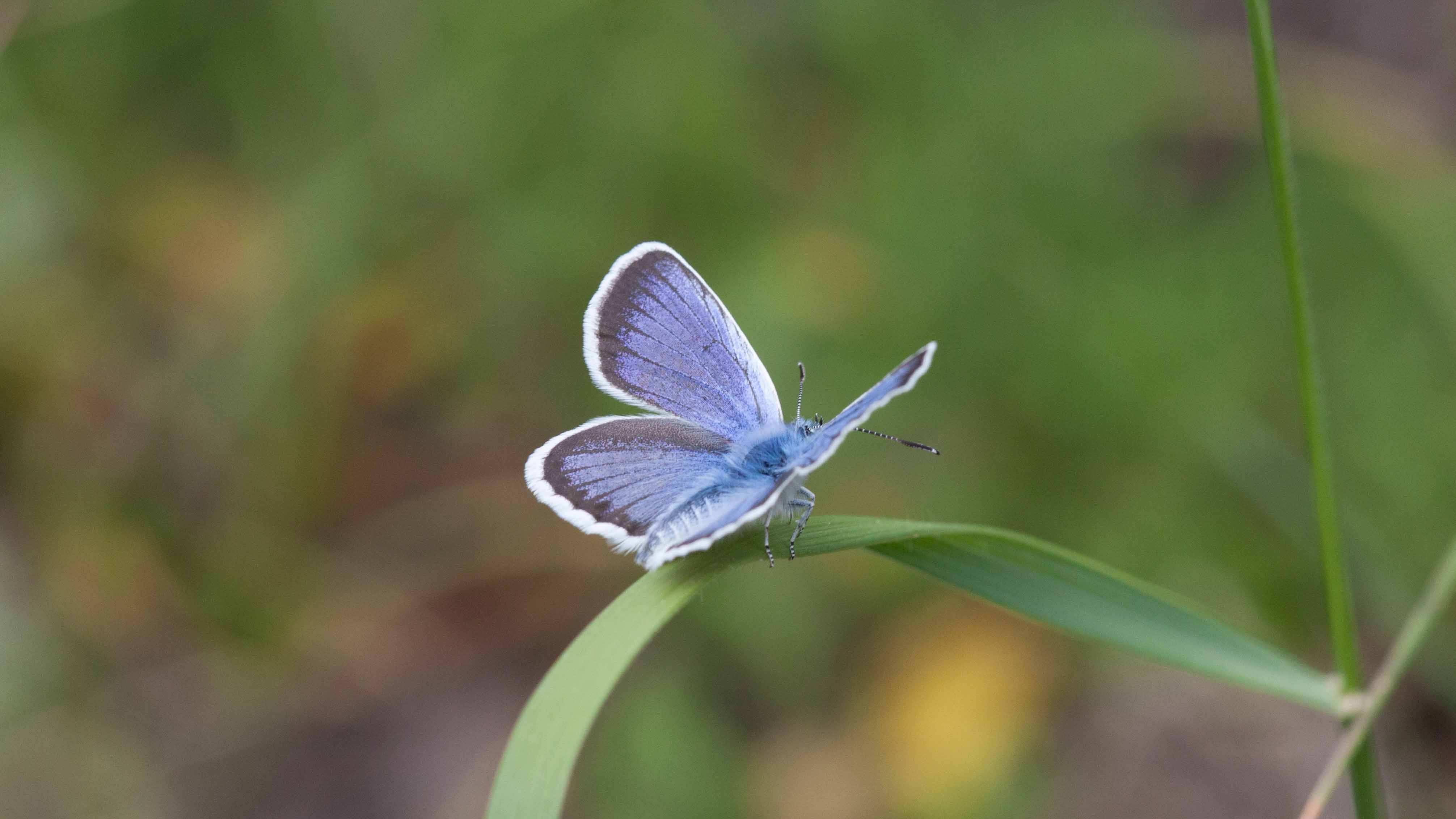 Miniature