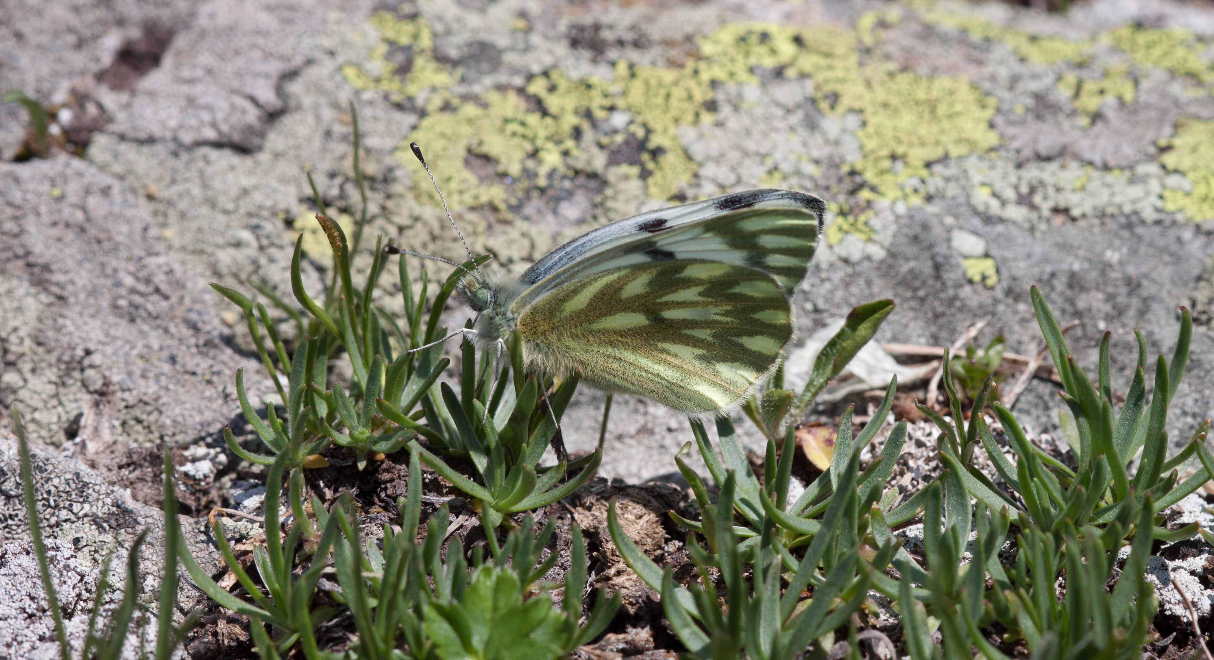 Miniature