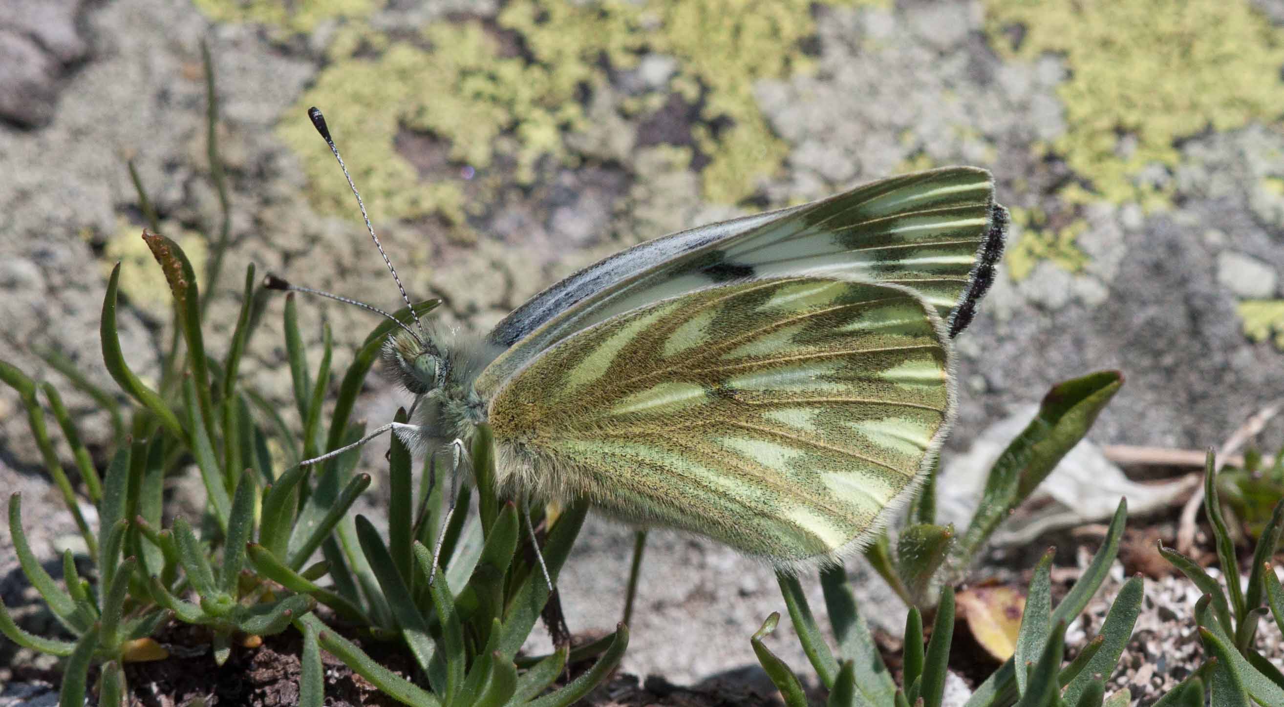 Miniature
