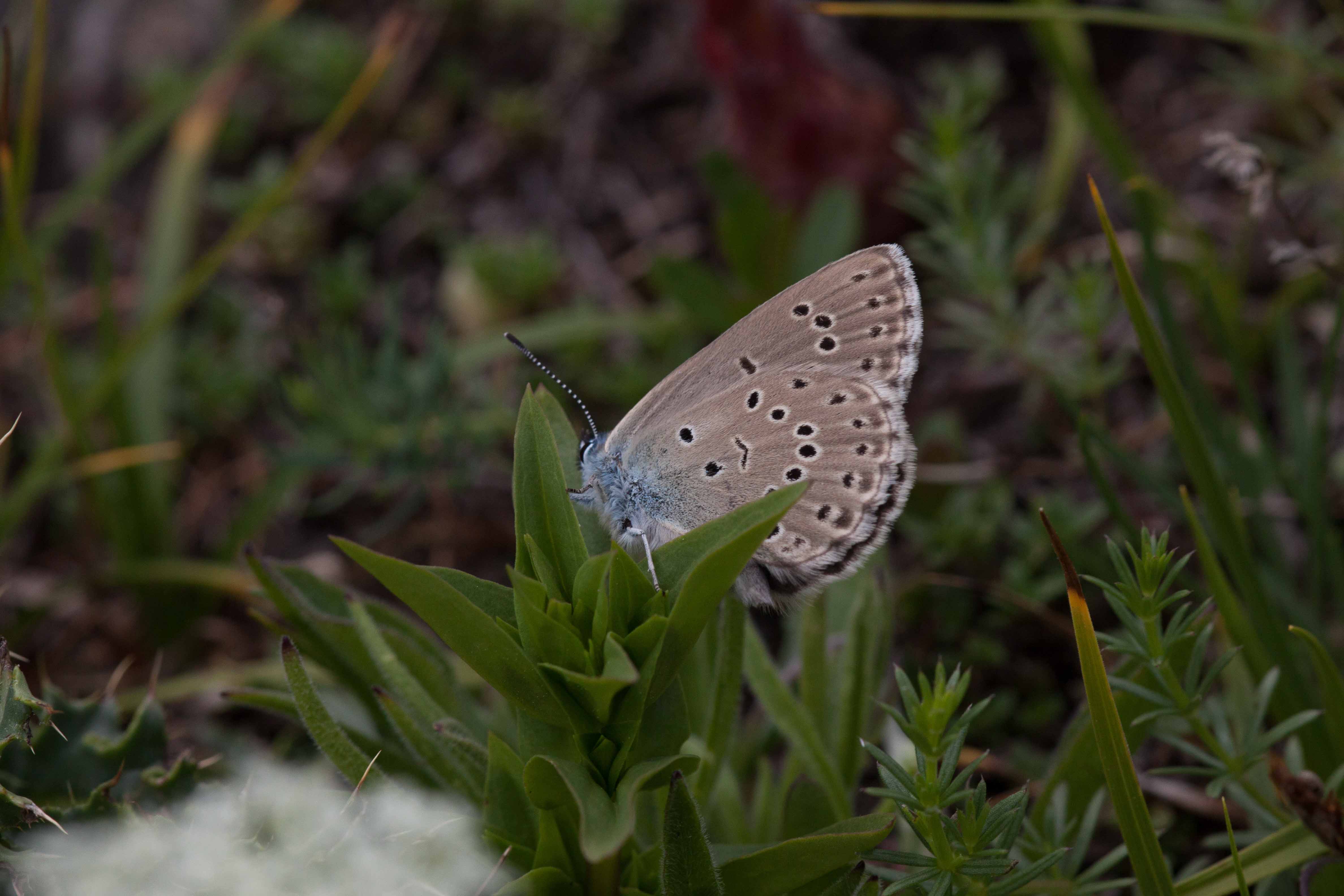 Miniature