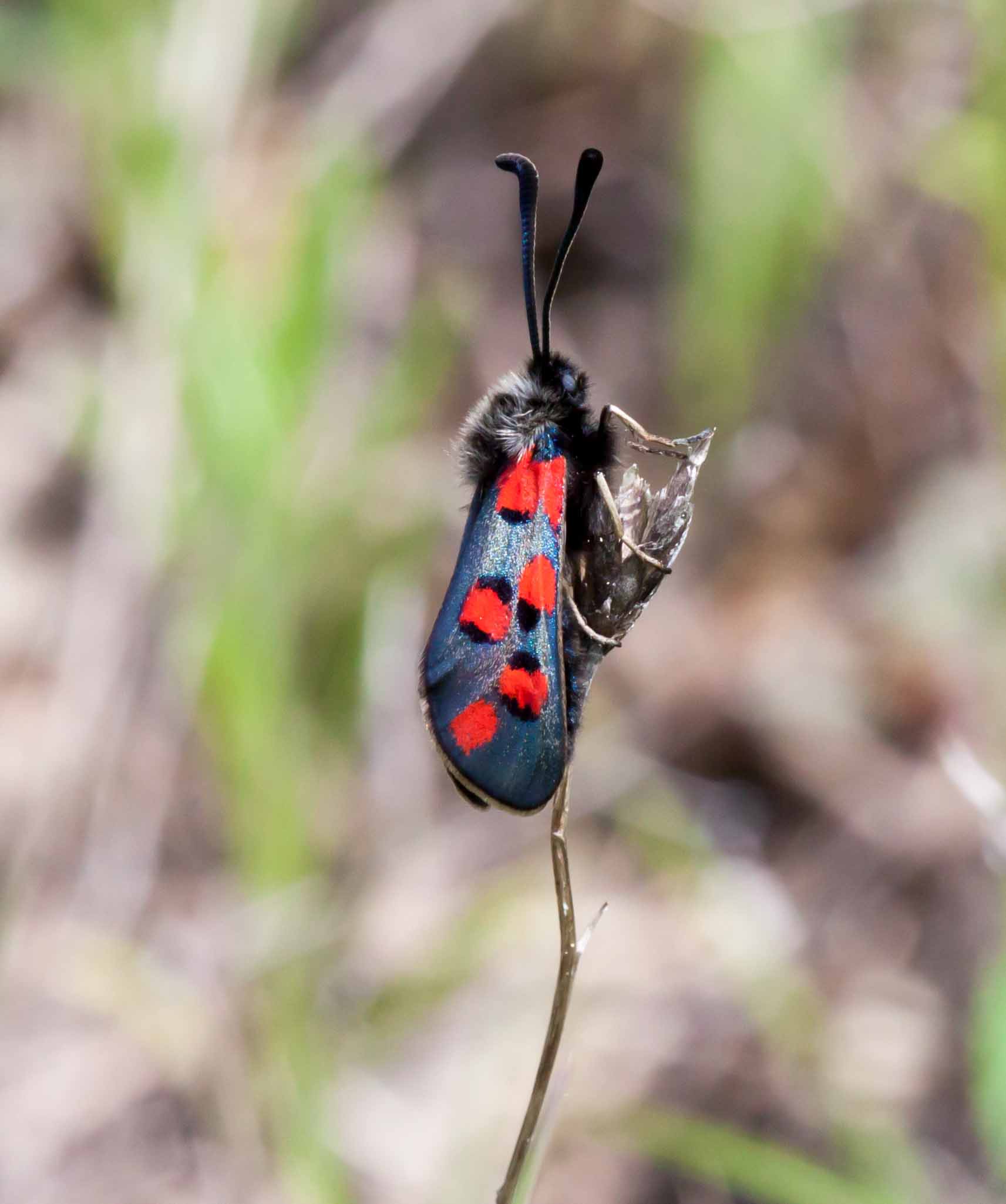 Miniature