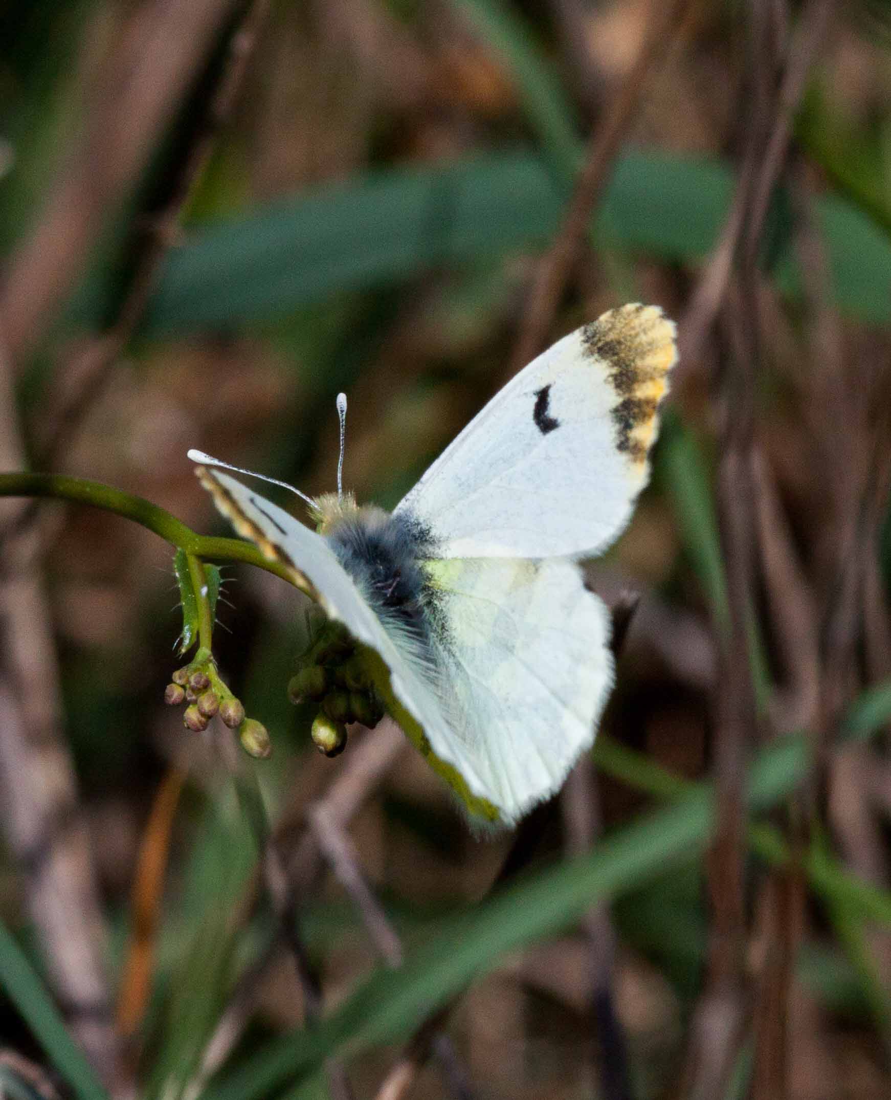 Miniature