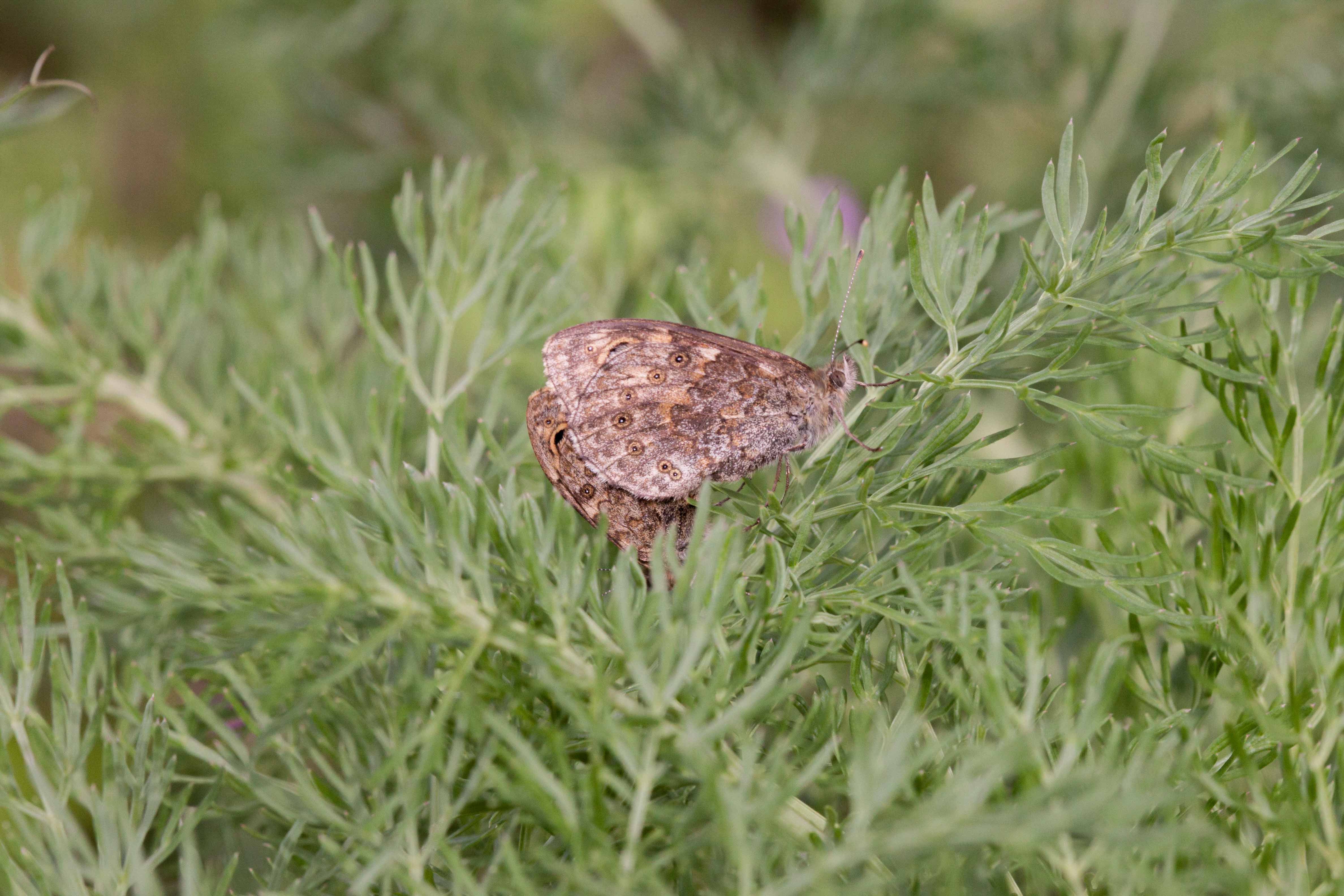Miniature