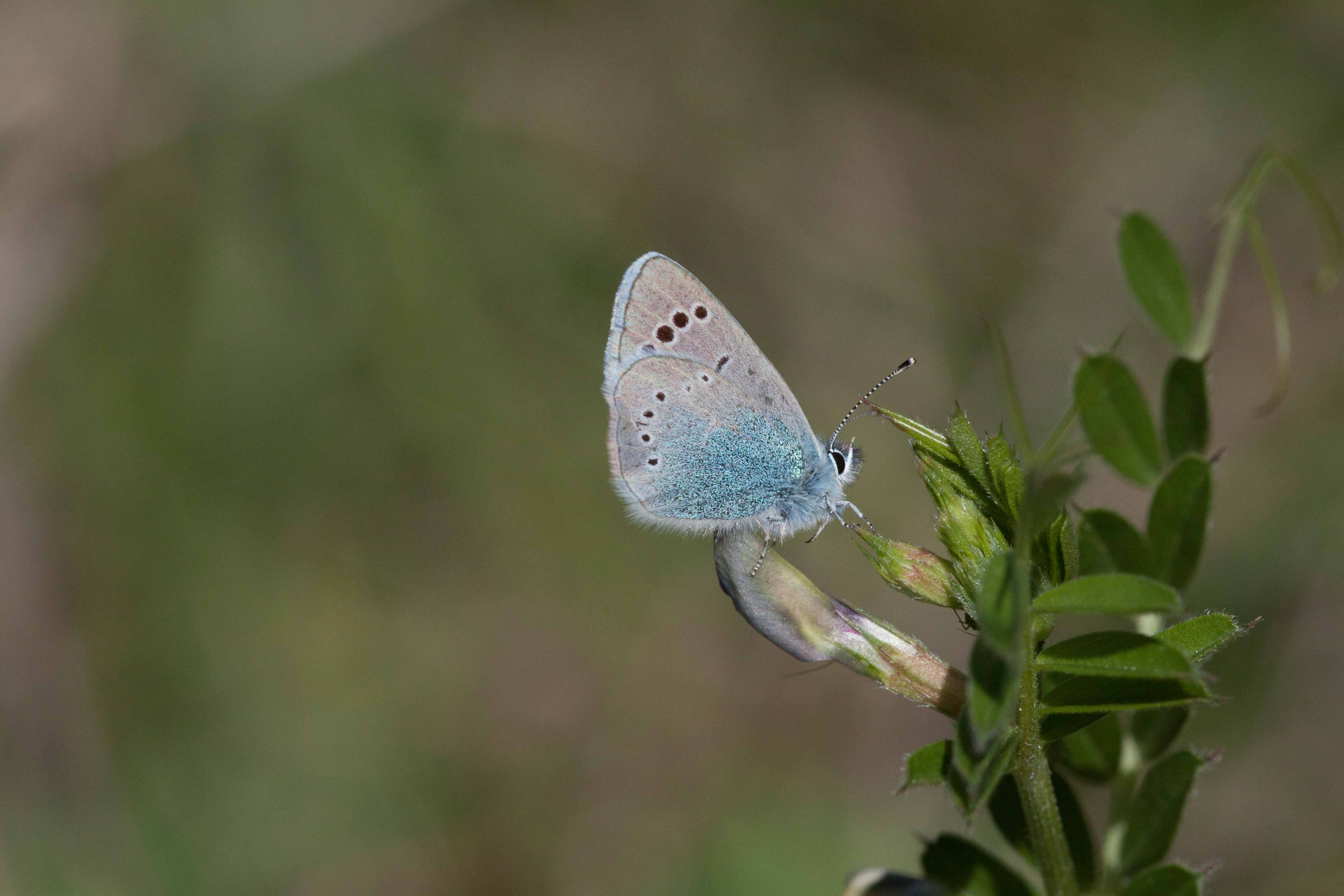 Miniature