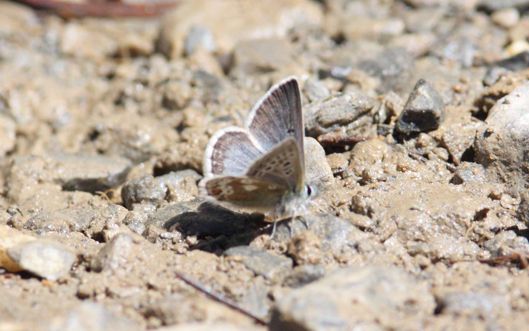 Miniature